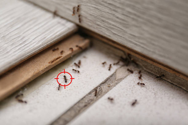 Wildlife Control Services in Plain City, OH