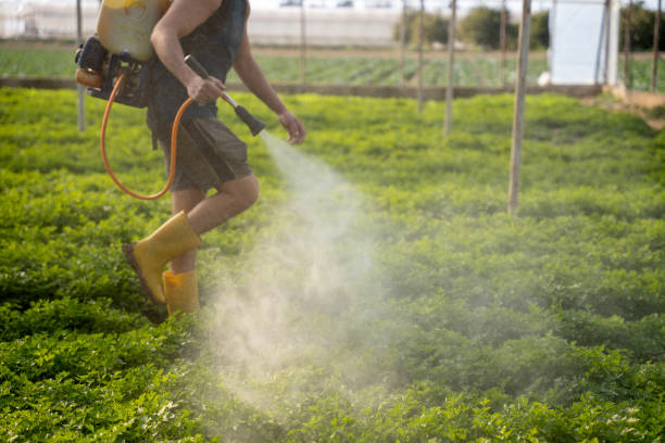Best Ant Control Services  in Plain City, OH