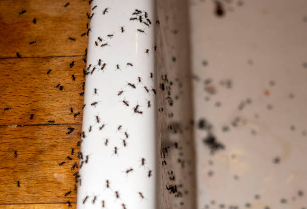 Best Emergency Pest Control  in Plain City, OH