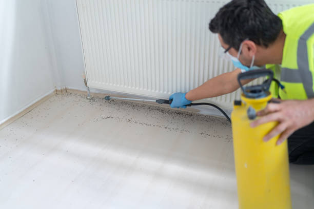 Best Termite Control Services  in Plain City, OH